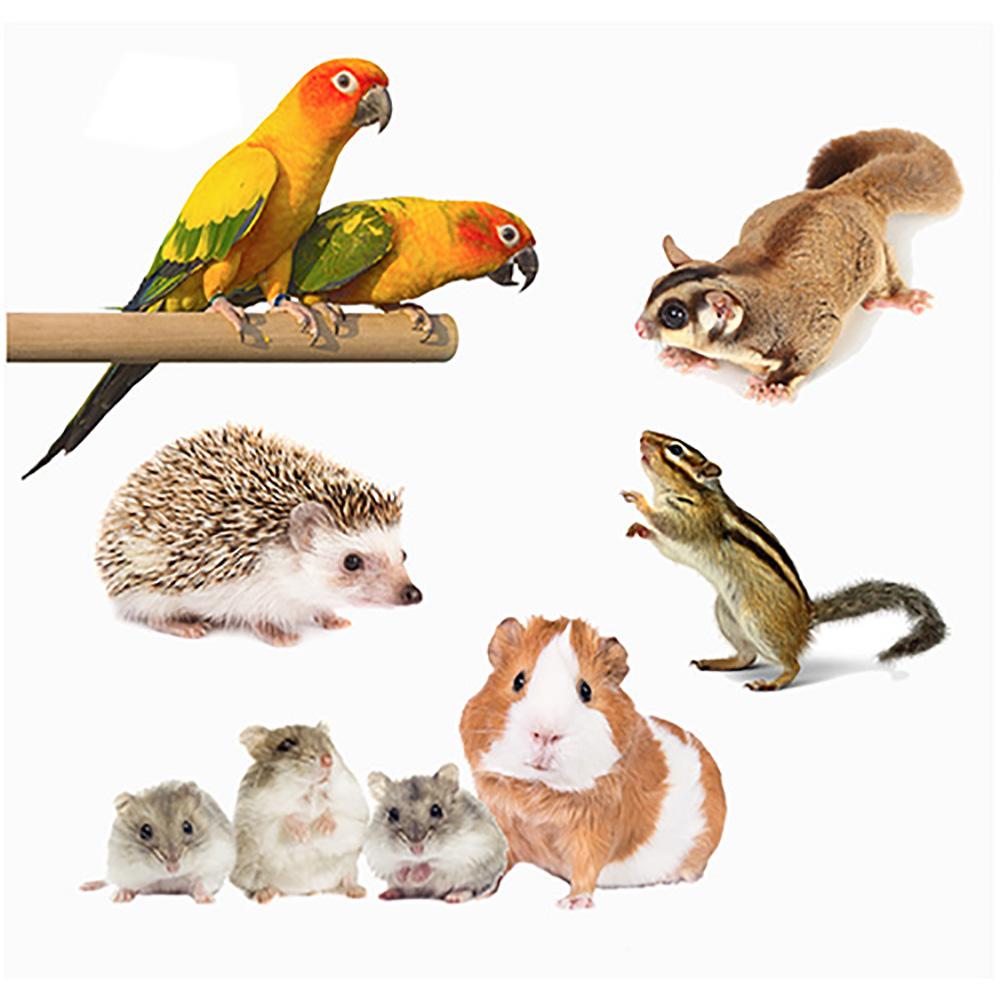 Roasting dry FoodyWorm