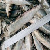 Frozen Herring