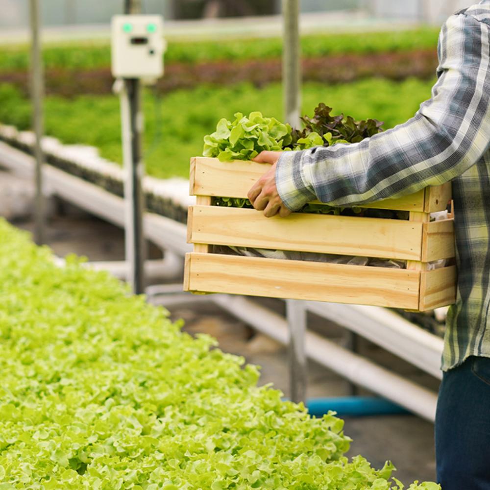 PRO AMINO FLEX : Liquid Amino acid based mixed fertilizer for growth