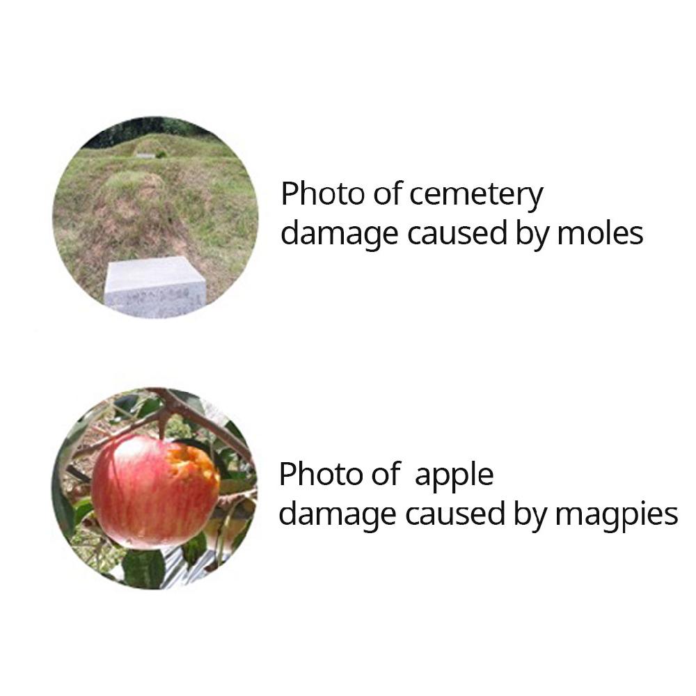 Harmful Pests and Bird Repellent