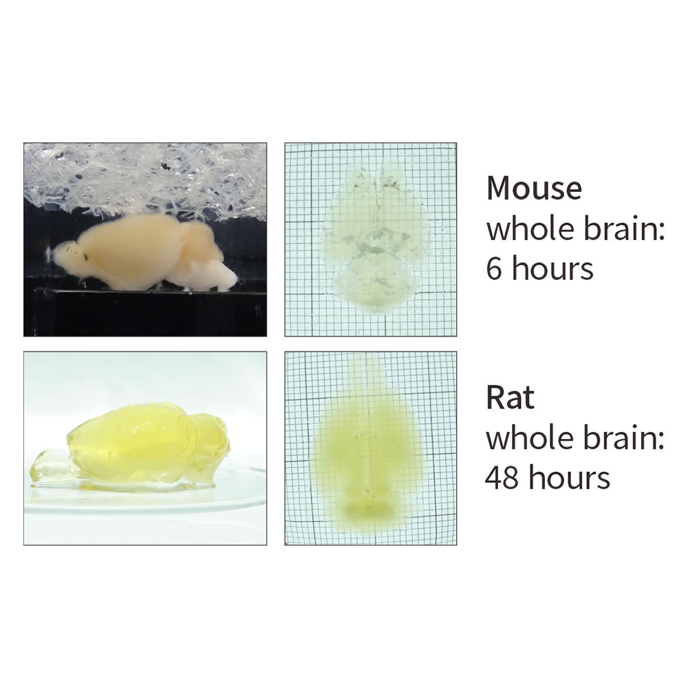 Binaree Tissue Clearing Rapid Solution