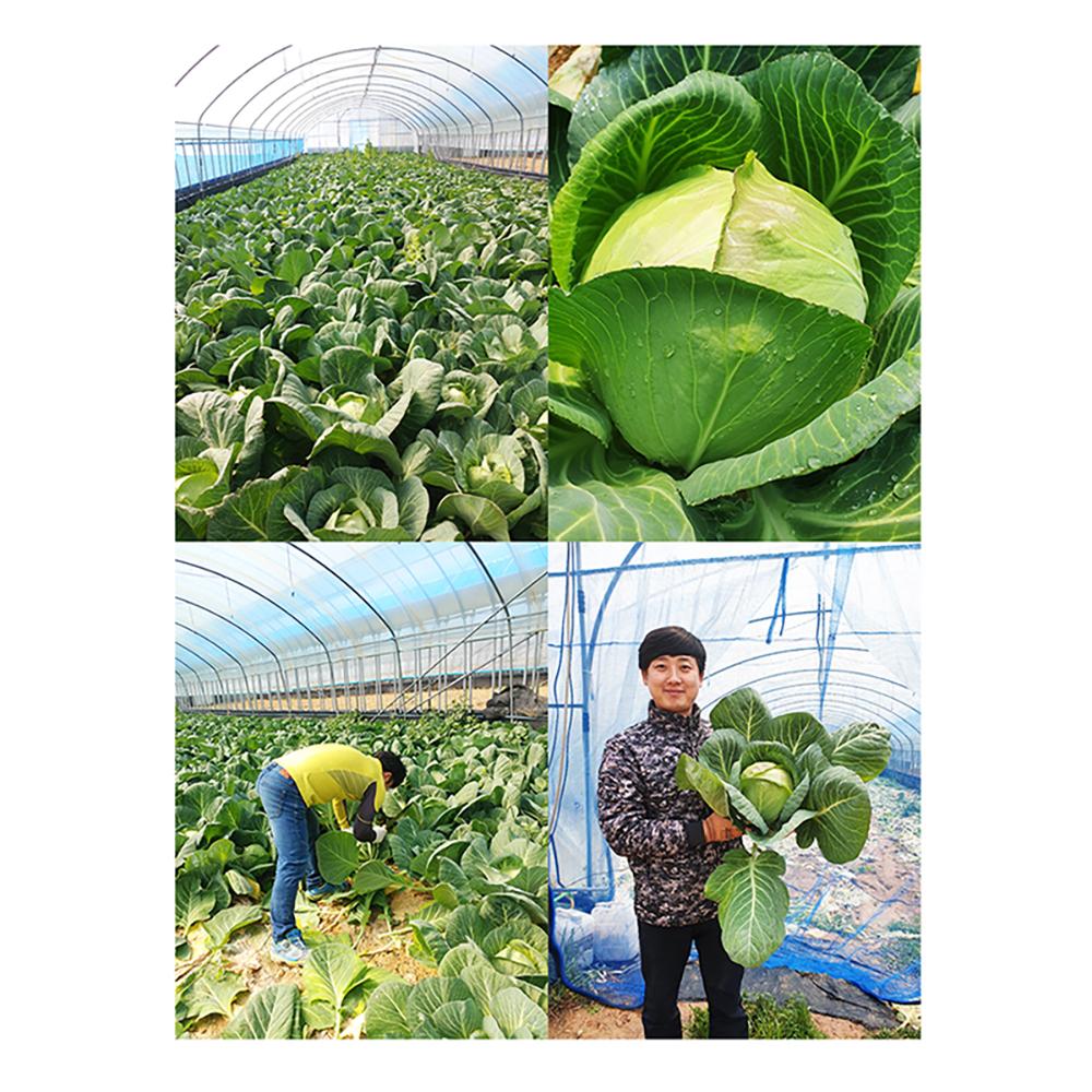 Korean organic cabbage pills 120g*5